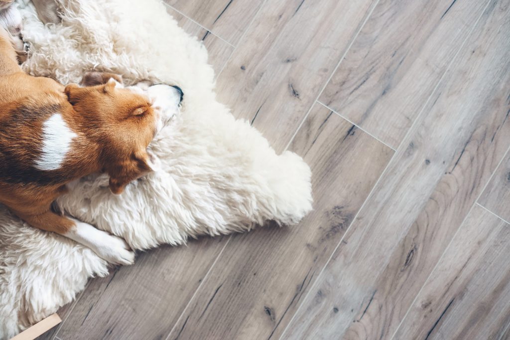 Dog napping on a rug on a durable faux wood vinyl floor. 