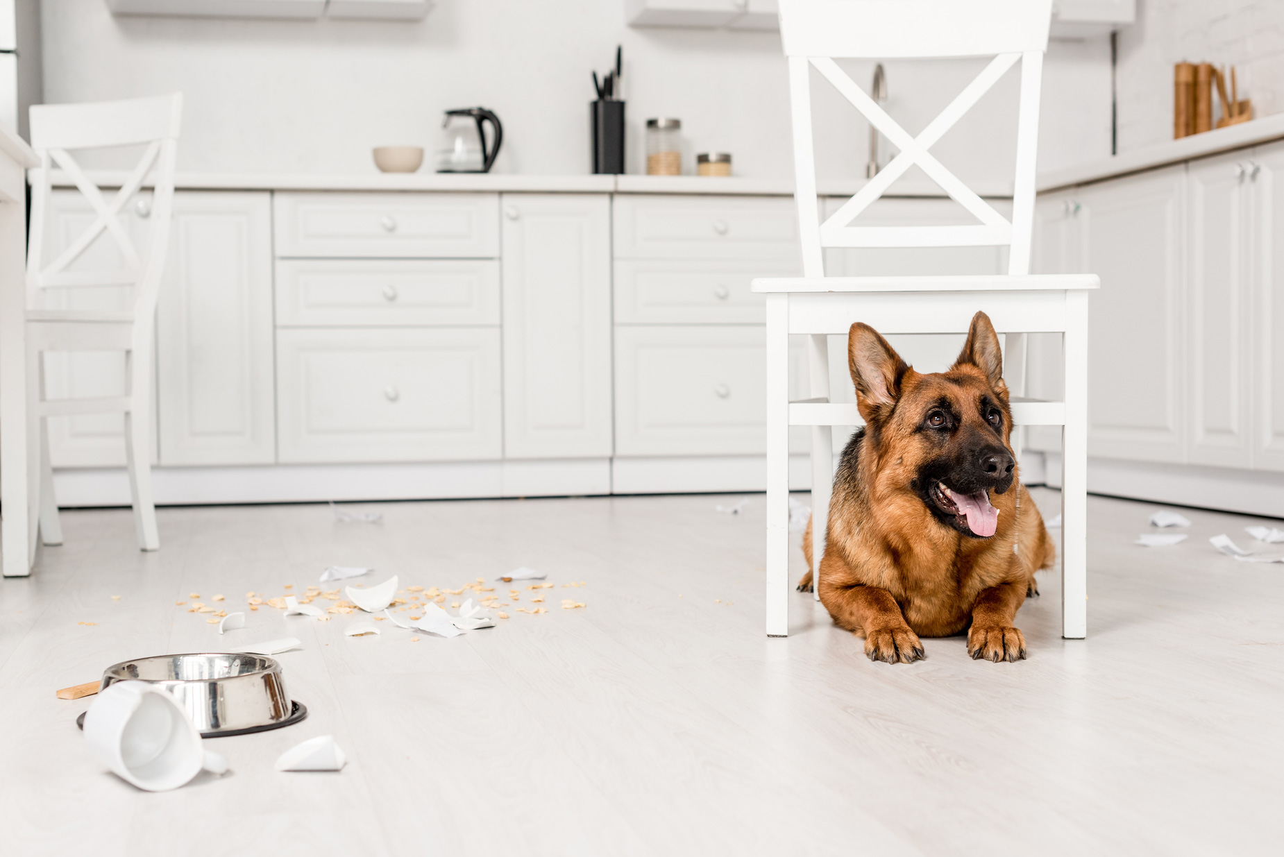 Best Tile Flooring Options for Dogs TileTown Blog